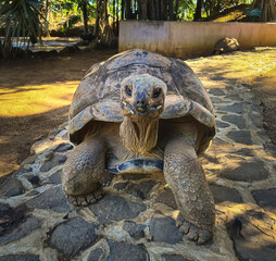 Giant tortoise close-ups from a wildlife park on Mauritius