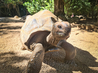 Giant tortoise close-ups from a wildlife park on Mauritius