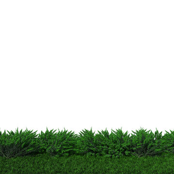 a green bush, green, trees, plant png

