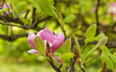 Pink magnolia buds, unopened flowers. Flowering trees in early spring