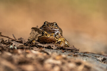 Nahaufnahme eines Erdkröten Paars (Bufo bufo) in Frontalansícht, Männchen sitzt auf Weibchen, 