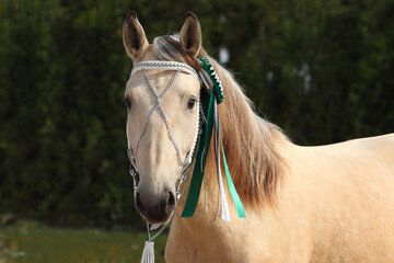 Portrait of a beautiful harness draft winner horse with rosette