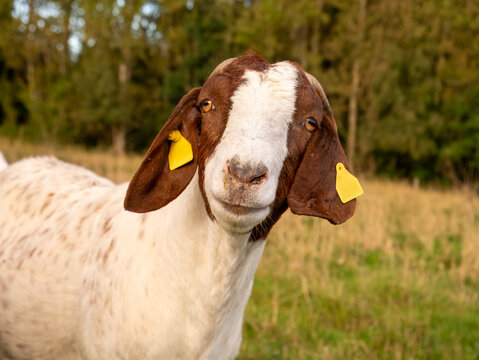 Portrait of brown white boer goat with ear tags looking at camera on Tuno island, Midtjylland, Denmark