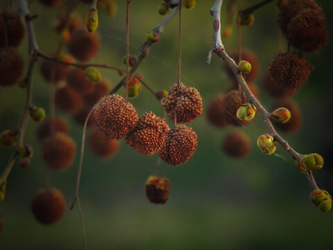 The round seeds of the sycamore plane tree revealed themselves with spring