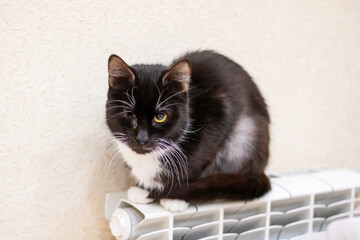 A black Felidae cat with whiskers sitting on a radiator