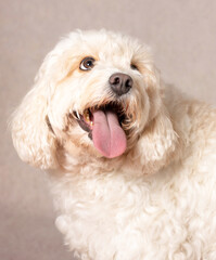 portrait of a poodle