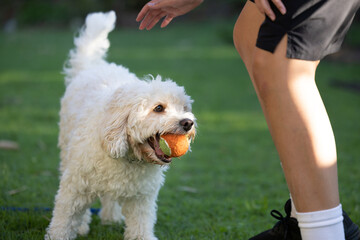 child playing with dog