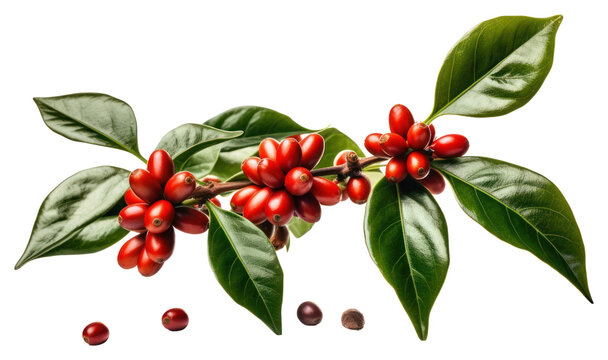 PNG Plant cherry fruit food. AI generated Image by rawpixel.