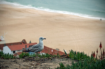A postcard image of Nazaré, Portugal's fishing village - 787067783