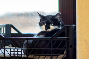 A black and white Felidae with whiskers in a plastic crate by the window