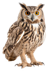 PNG Animal bird beak owl. AI generated Image by rawpixel. - obrazy, fototapety, plakaty