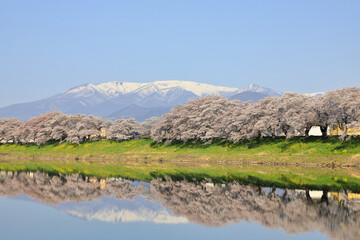白石川堤一目千本桜の風景 ( HITOME SENBON ZAKURA : A superb viewing spot that lets you observe all of the Hitome Senbon Zakura along the Shiroishi River with Mt. Zao in the background. )