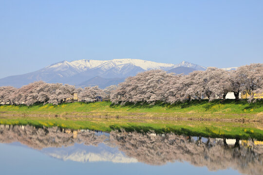 白石川堤一目千本桜の風景 ( HITOME SENBON ZAKURA : A superb viewing spot that lets you observe all of the Hitome Senbon Zakura along the Shiroishi River with Mt. Zao in the background. )