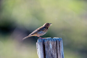 Tree pipit singing on a wooden post.