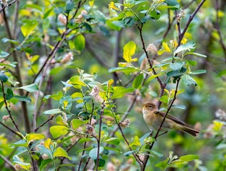 Iberian chiffchaff perched on a branch singing.