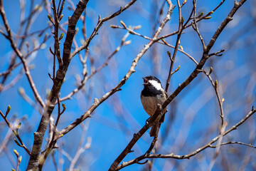 Coal tit, Periparus ater perched on a tree branch singing.