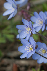 Anemone hepatica flowering in a spring garden