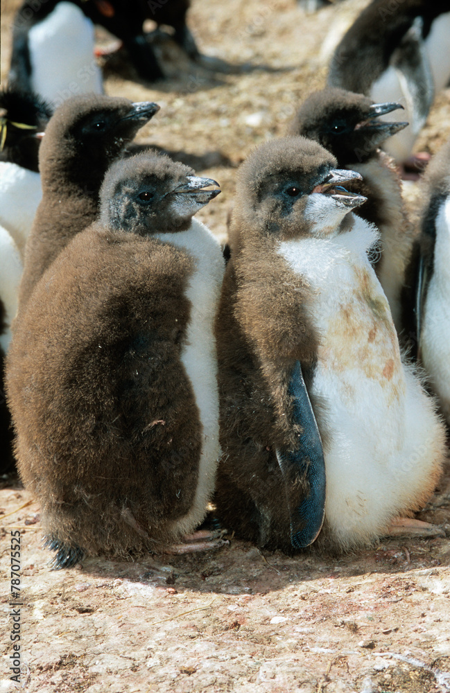 Canvas Prints Gorfou sauteur,.Eudyptes chrysocome, Southern Rockhopper Penguin, Iles Falkland, Malouines