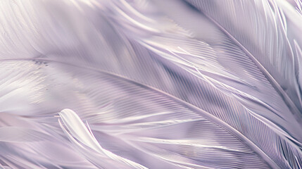 Pristine swan feather elegance on a lavender backdrop.