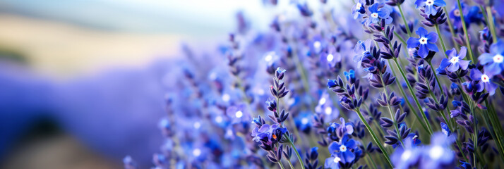 Beautiful field close-up of blue and purple violet blooming flowers on cloudy spring day on blurred...