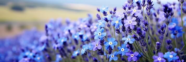 Beautiful field close-up of blue and purple violet blooming flowers on cloudy spring day on blurred...
