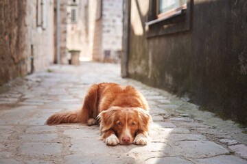 A Nova Scotia Duck Tolling Retriever dog lies on an old cobblestone street, gazing soulfully into the distance. 