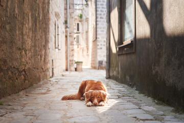A Nova Scotia Duck Tolling Retriever dog lies on an old cobblestone street, gazing soulfully into...