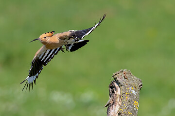 Eurasian hoopoe, Upupa epops is a distinctive cinnamon coloured bird with black and white wings, a tall erectile cres with long narrow downcurved bill.