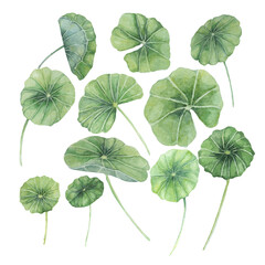 Obraz premium Centella asiatica, gotu cola leaves set. Hand drawn Asiatic pennywort watercolor botanical illustration, isolated elements bundle for cosmetics, packaging, beauty, labels, herbal dietary supplements