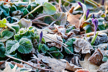 frozen strawberry leaves in the garden - 787078784