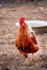 brown rooster on a farm - 787078926