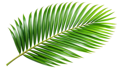Obraz premium Tropical green palm leaf cut out