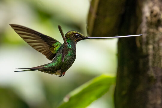 Beautiful Sword-billed hummingbird in flight, the only bird in the world with a bill longer than its body. Ensifera ensifera. 