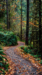 Exploring the Breathtaking Beauty and Calmness of Fall Hiking Trail in The NW Wild Nature