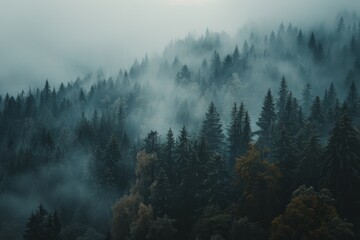 Misty mountain forest, ideal for active hiking adventures and outdoor exploration.