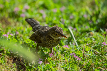 There are several subspecies of blackbird in its wide expansion area, among them some subspecies...