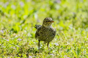 The common blackbird is a species of passerine bird in the Turdidae family