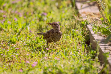 Depending on latitude, the blackbird can be partially or totally resident or migratory