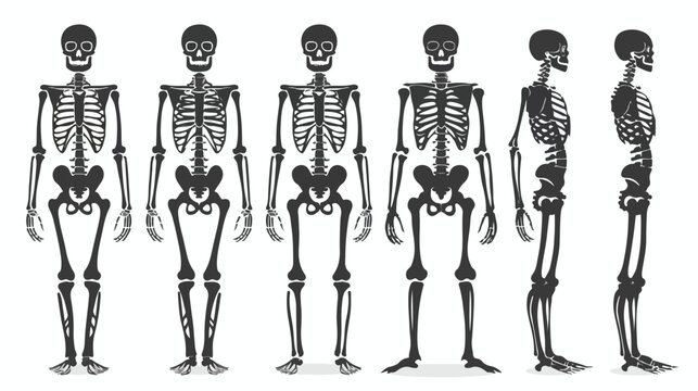 Illustration with silhouette of human skeleton flat Vector