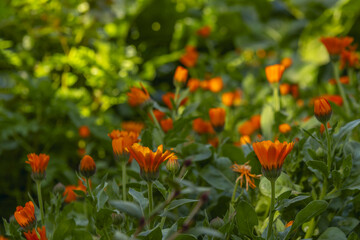 Small orange flowers with straight stems opening their petals at the beginning of the day in a field full of green between shadows and rays of sun