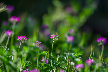 oxalis debilis It is a bulbous plant. The fruit is a capsule