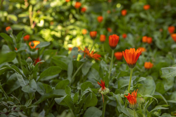 Obraz na płótnie Canvas Calendula is very popular as an ornamental plant for garden beds and pots.