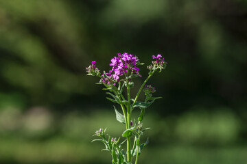 Mallows are located in the temperate, subtropical and tropical zones of Africa, Asia and Europe