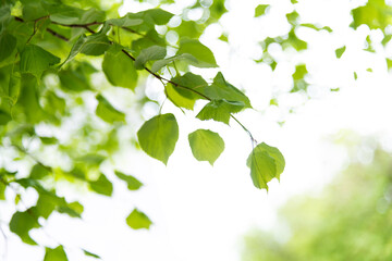 Fototapeta na wymiar Background of nature green leaves