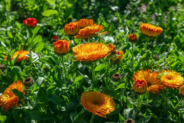 Some species, including the so-called common buttercup, Calendula officinalis, are in flower almost all year round
