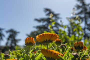 The flowers of marigolds are discoidal, yellow to deep orange, and very showy
