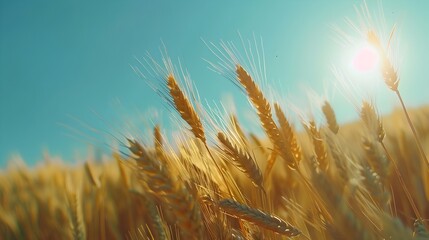 Barley Field Under Serene Blue Sky with Shimmering Golden Ears in Crisp Close Up