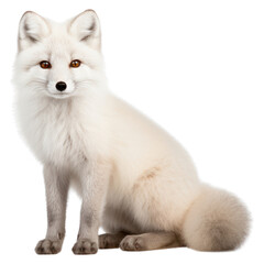 Obraz premium PNG Fox wildlife animal mammal