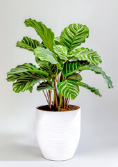 House Indoor Plant in a white Pot Digital Art Wallpaper Background Backdrop Brainstorming Cover Card
