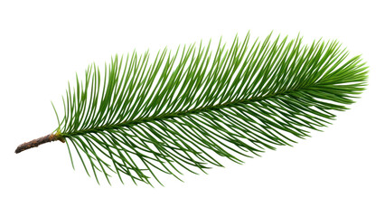 PNG Plant leaf tree pine - obrazy, fototapety, plakaty